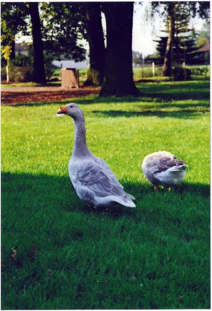 1,1 Steinbacher Kampfgans, Züchterin Tanja Meier