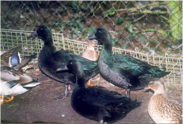 Smaragd und Zwergenten, Züchterin Sandra Mittag