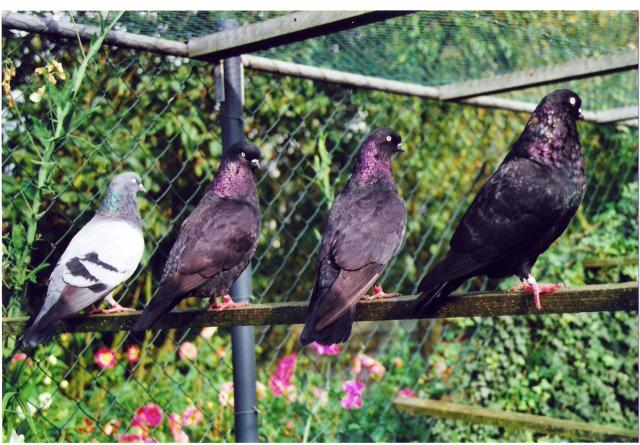 Voliere Kölner Tümmler, Züchter Meik Kröger