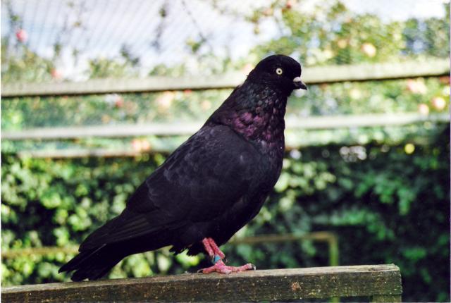 Kölner Tümmler schwarz, Züchter Meik Kröger