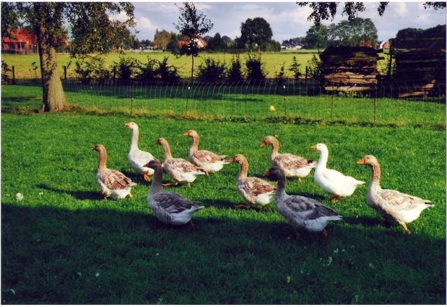 Celler und Steinbacher Kampfgänse bei Tanja Meier