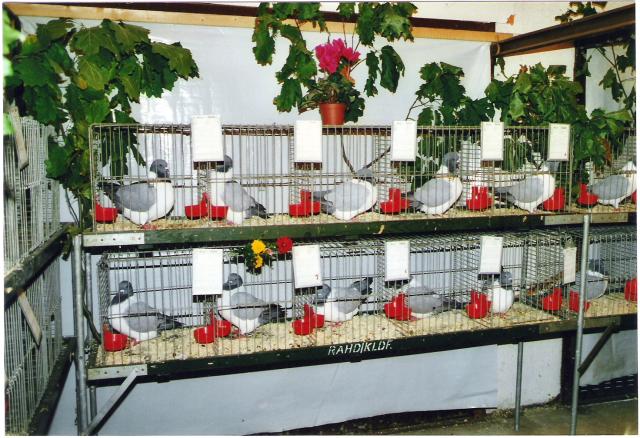 Ortsschau RGZV Rahden-Kleinendorf