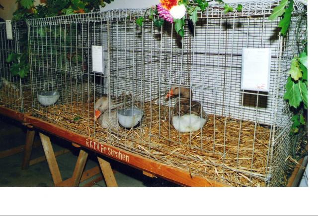 Ortsschau RGZV Rahden-Kleinendorf