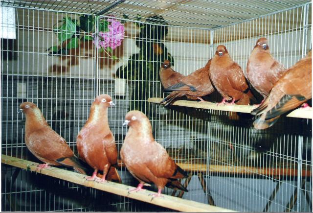 Ortsschau RGZV Rahden-Kleinendorf