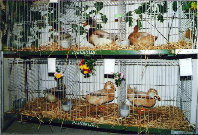 Ortsschau RGZV Rahden-Kleinendorf