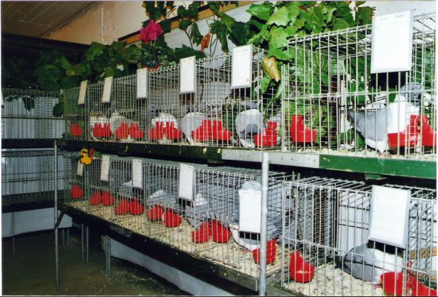 Ortsschau RGZV Rahden-Kleinendorf