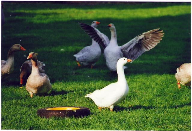 Celler und Steinbacher Kampfgänse bei Tanja Meier