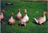Celler Gänse bei Züchterin Tanja Meier