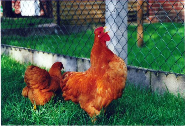 1,1 Zwerg Wyandotte gelb, Züchter Henrik Meier