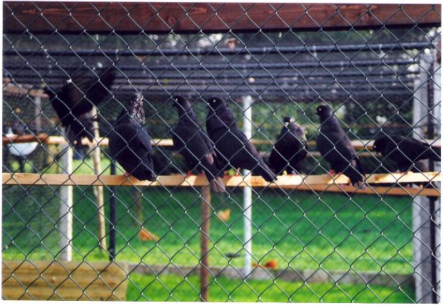 Kölner Tümmler schwarz, Züchter W. Meier