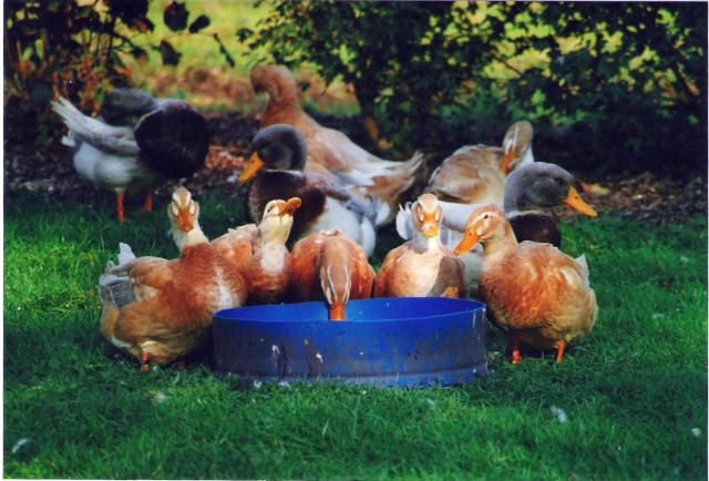 Sachsenenten, Züchterin Tanja Meier