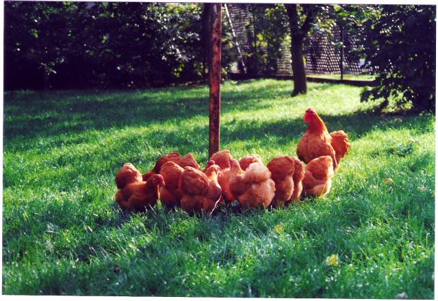 Zwerg Wyandotten gelb, Züchter Henrik Meier