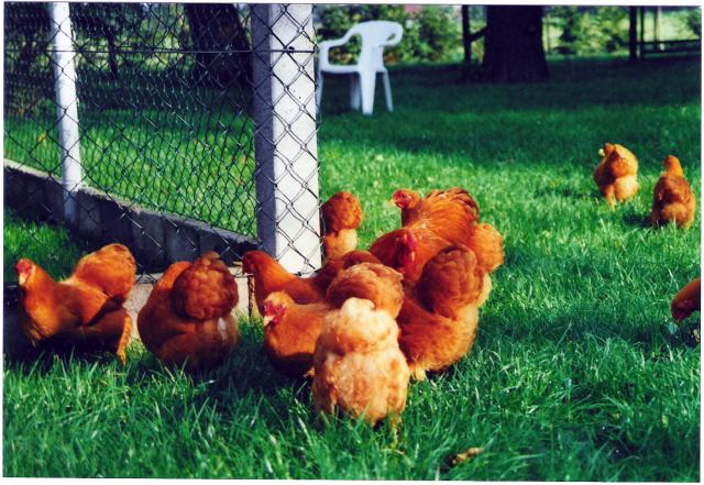 Zwerg Wyandotte gelb, Züchter Henrik Meier