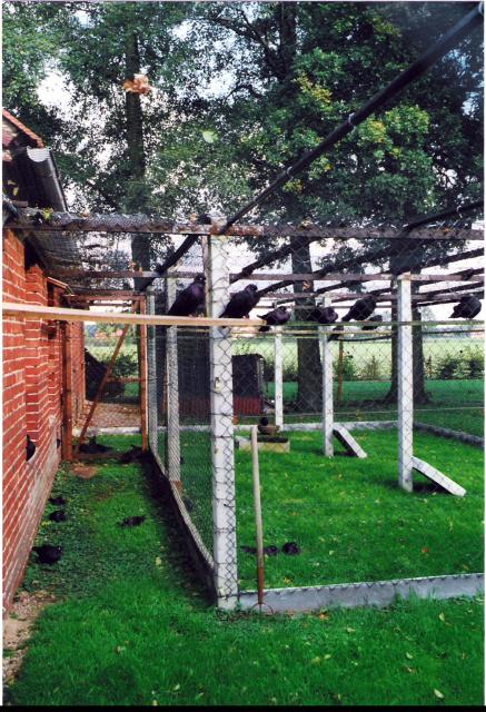 Voliere Kölner Tümmler, Züchter Wolfgang Meier