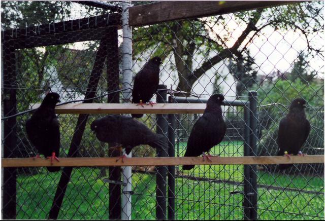 Kölner Tümmler schwarz, Züchter Wolfgang Meier