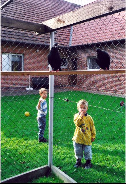 Kölner Tümmler schwarz, Züchter Wolfgang Meier