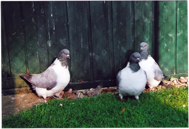 Strasser blau o. Binden